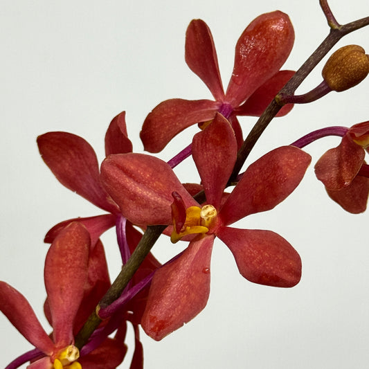 Orchid Mokara 50-54cm - Red BL