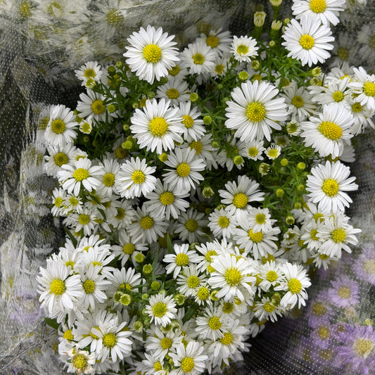 Peacock - White