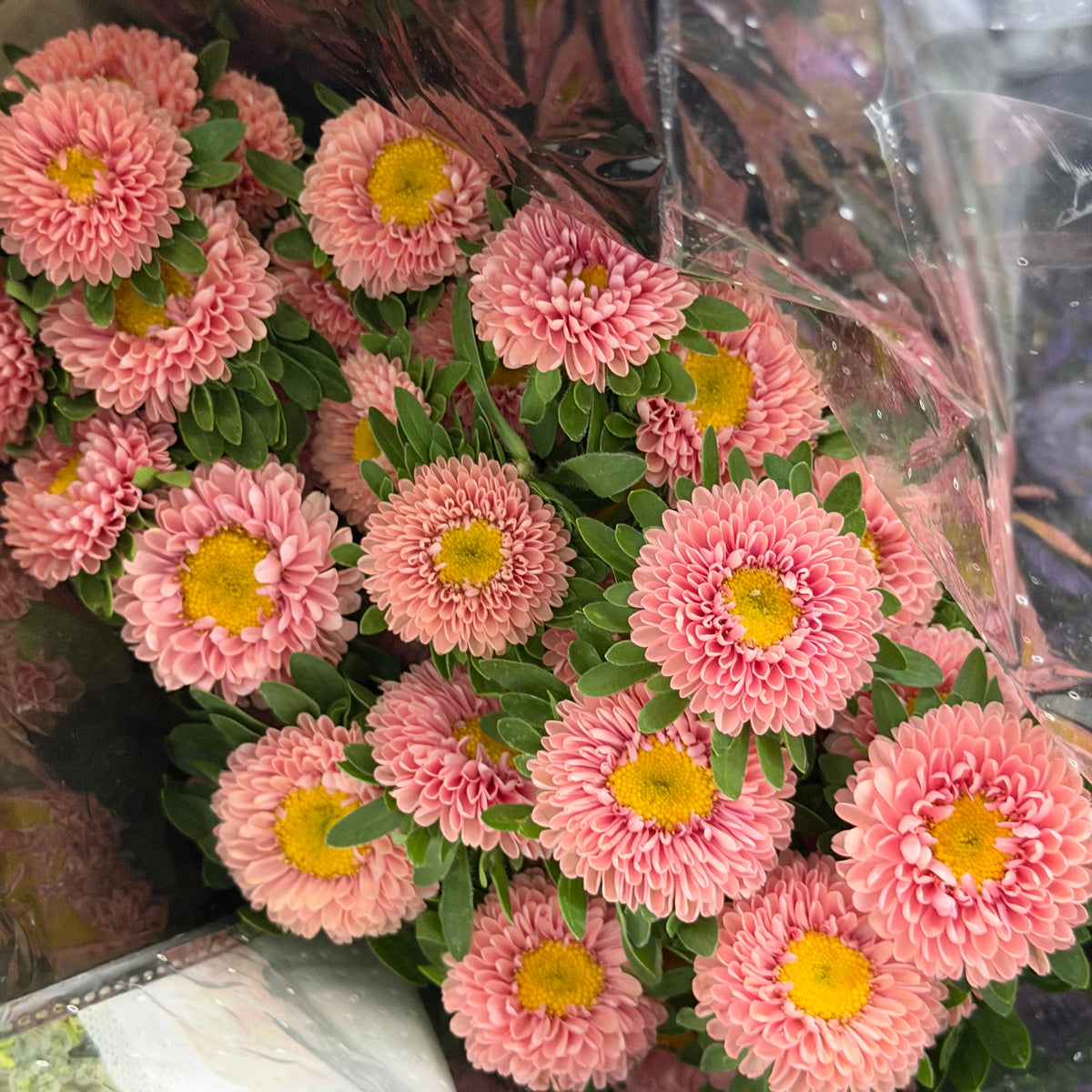 Aster - Champagne