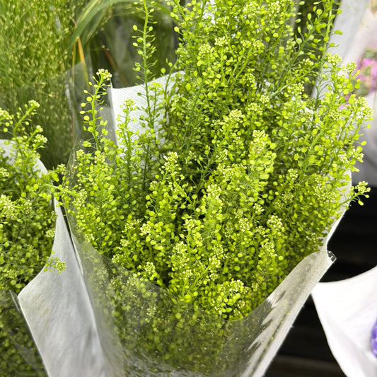 Thlaspi Green Bell