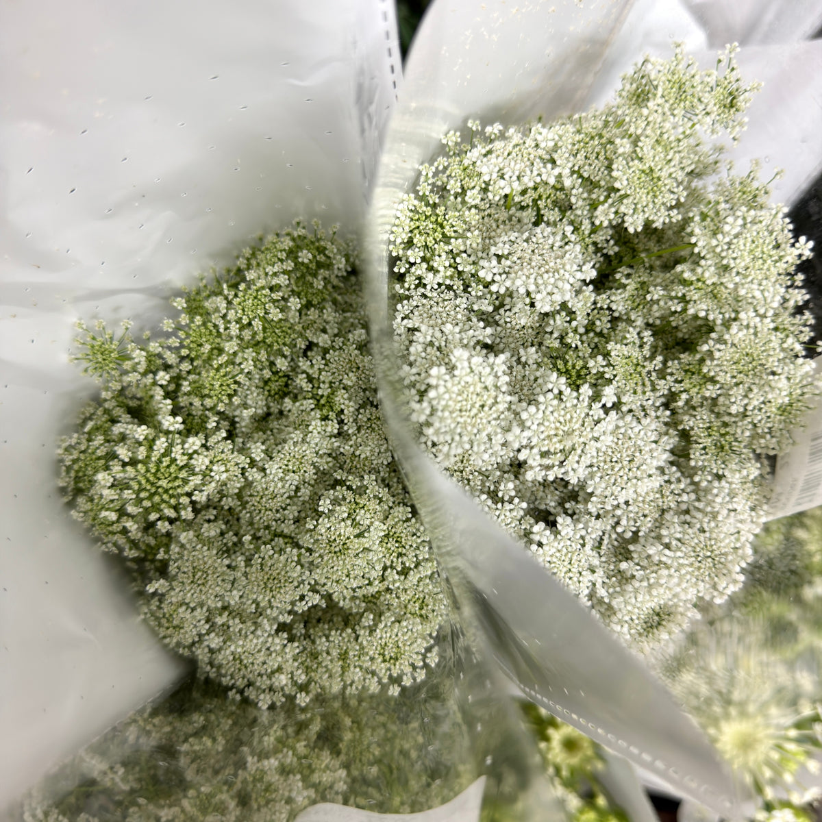 Ammi Majus - White