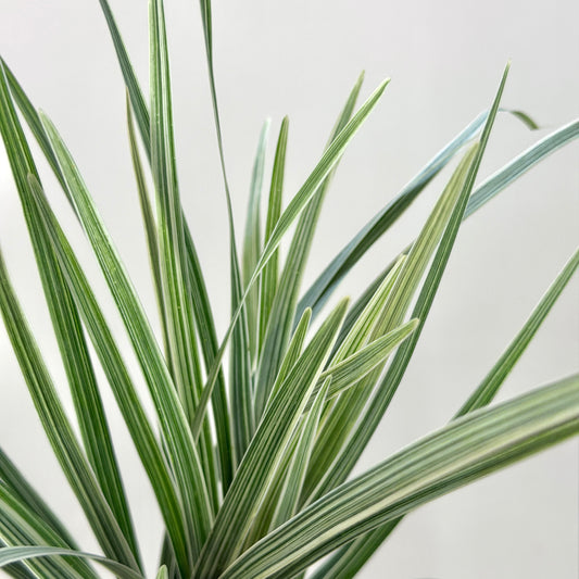 Beargrass 春兰叶 - White