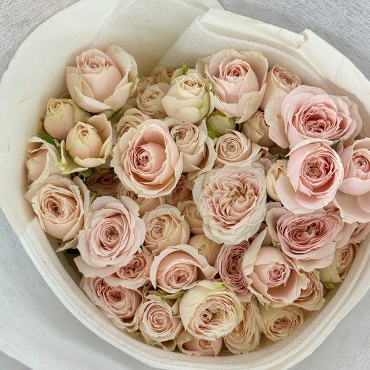 Rose Spray - Jenny Belle 珍妮贝尔