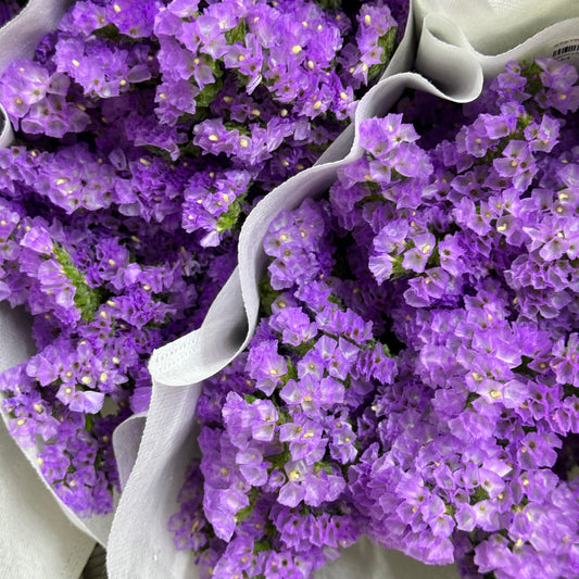 Statice - Lilac
