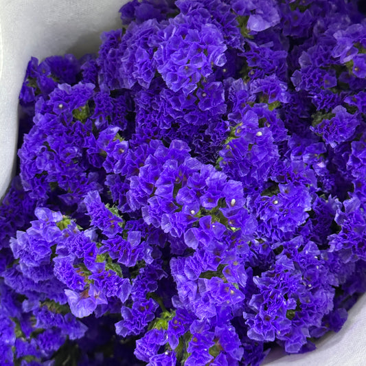 Statice - Purple