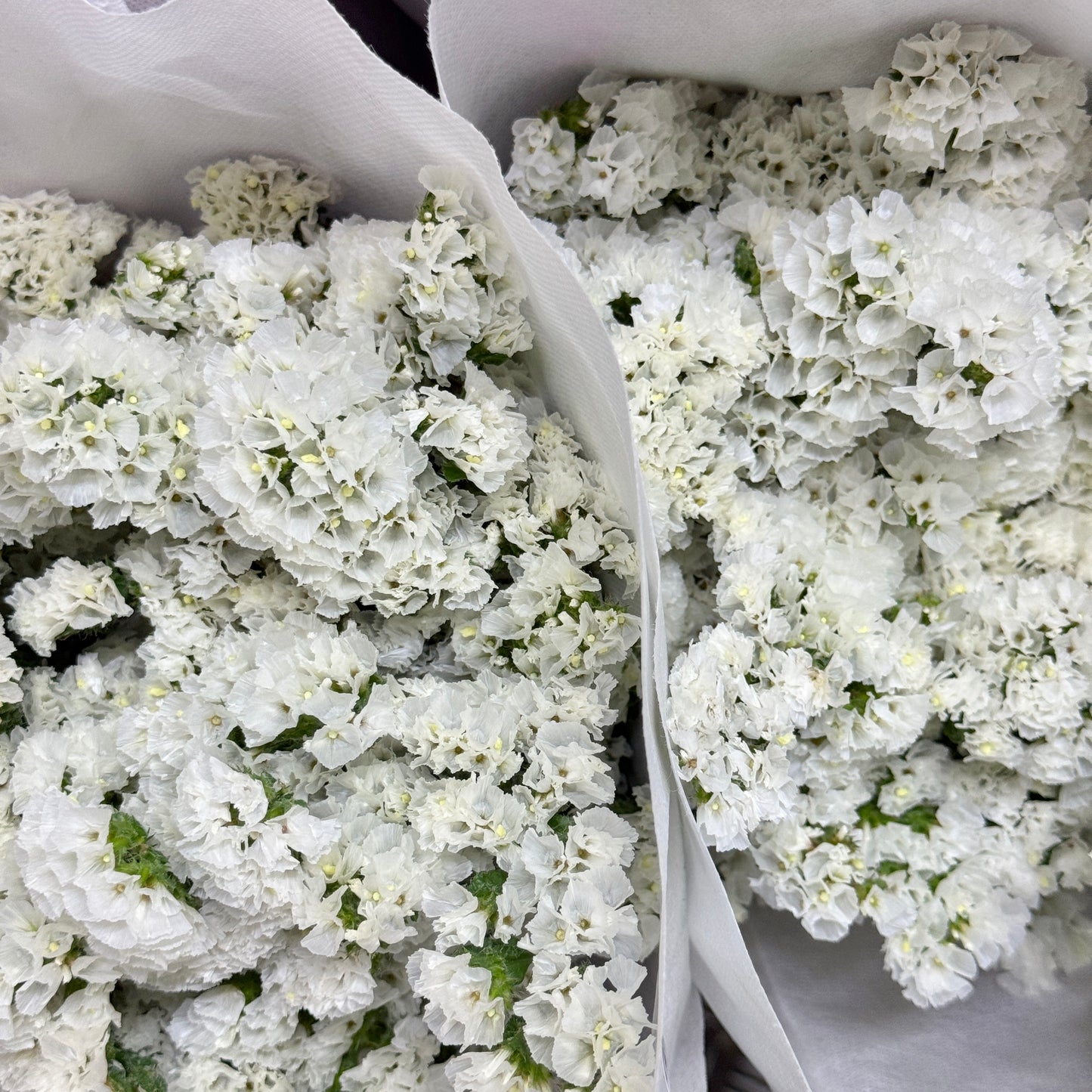 Statice - White