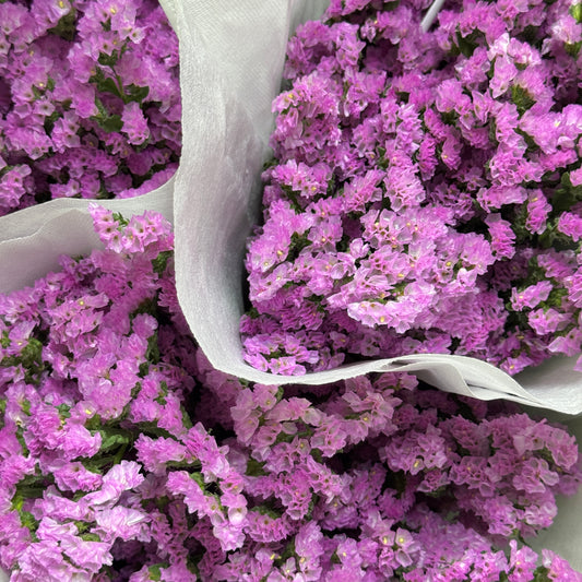 Statice - Light Pink