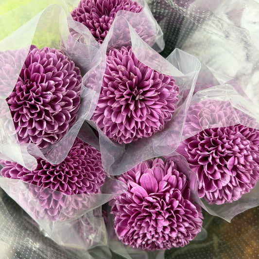Ping Pong Chrysanthemum - Purple