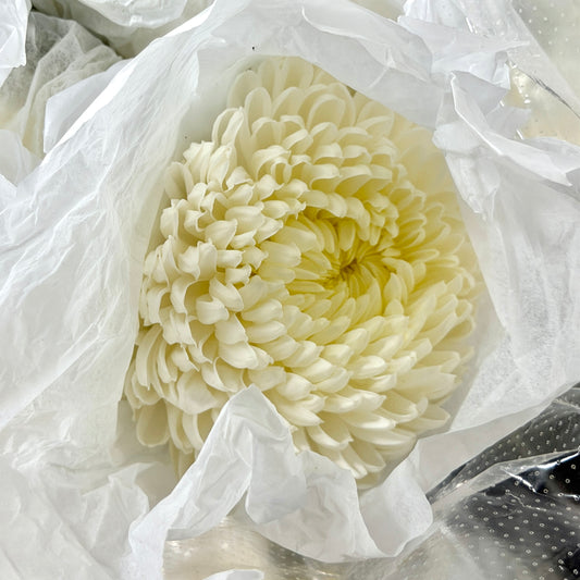 Mum Chrysanthemum - White