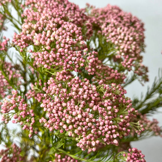 Rice Flower - Pink