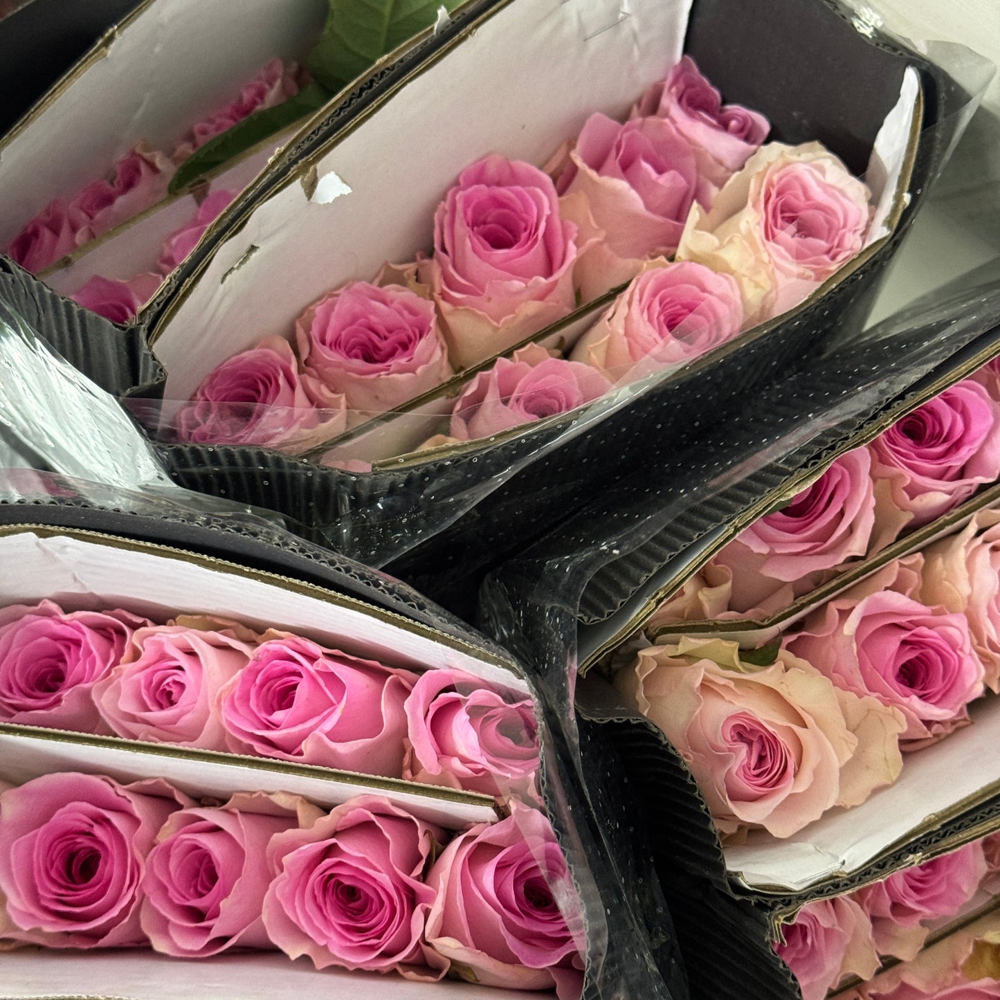 Rose - Roselle 洛神