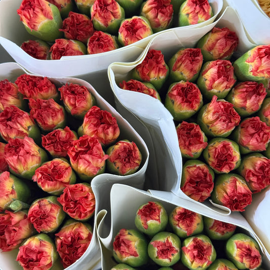 Carnation - Rainbow 彩虹