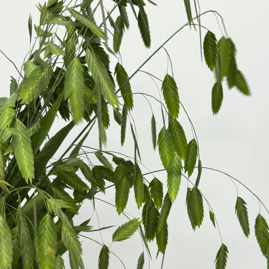 Chasmanthium Grass 小盼草