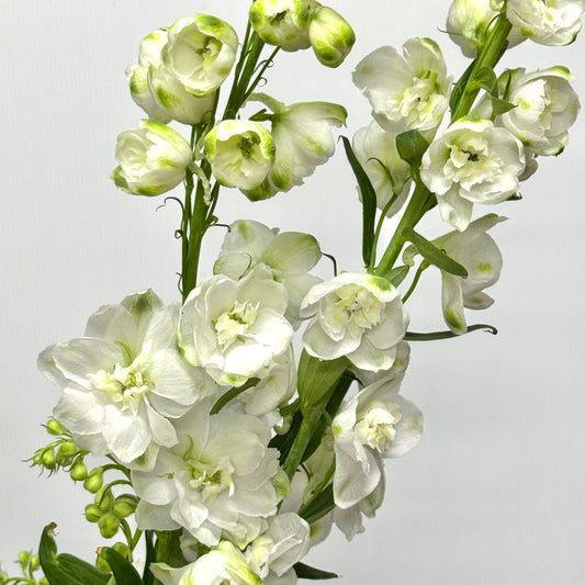 Delphinium (70cm-90cm) - White