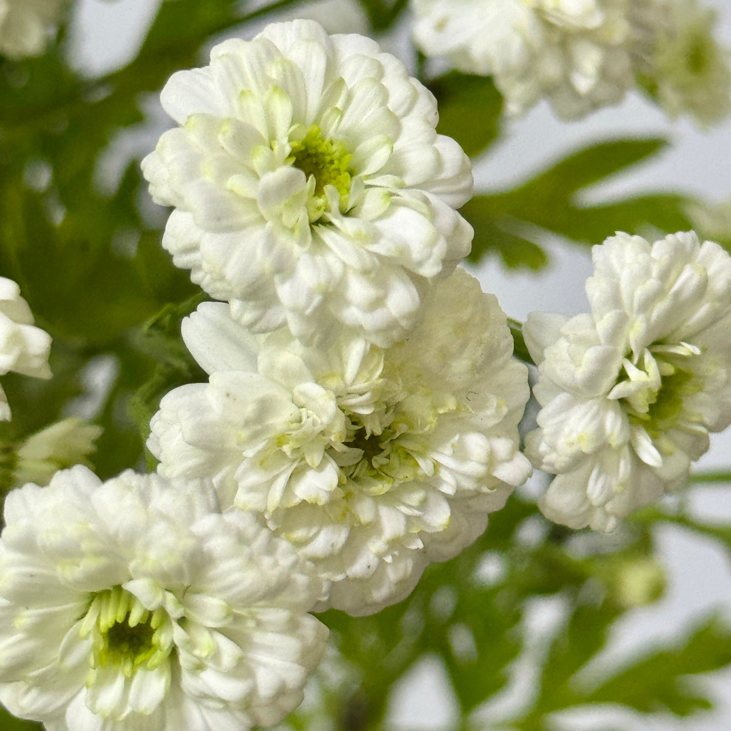 Matricaria Double Petals