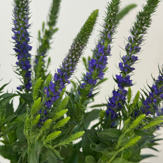 Salvia - Purple 鼠尾