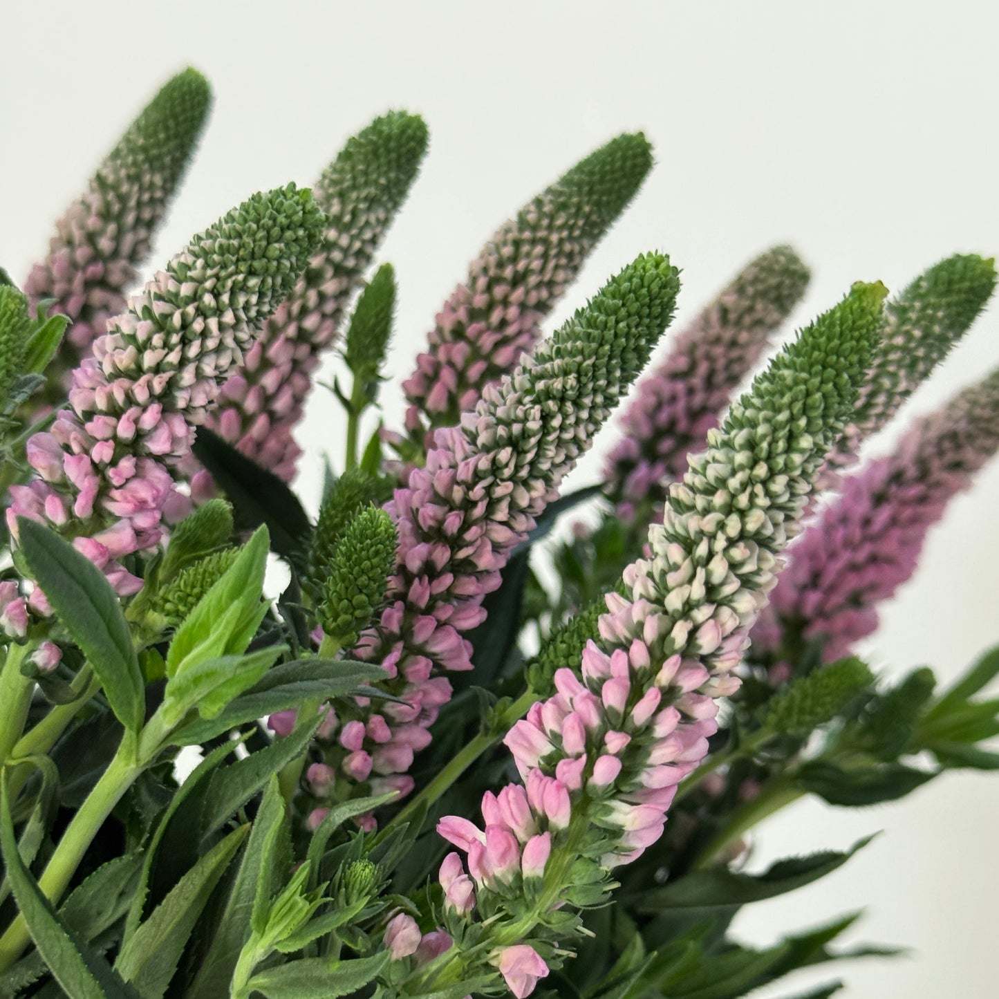 Salvia - Pink 鼠尾