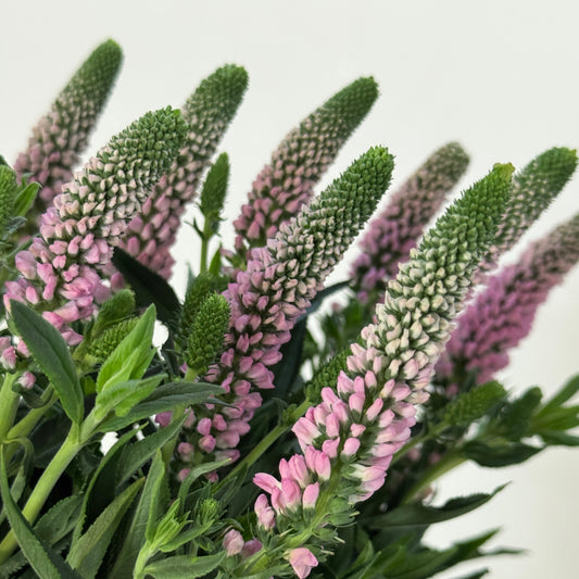 Salvia - Pink 鼠尾