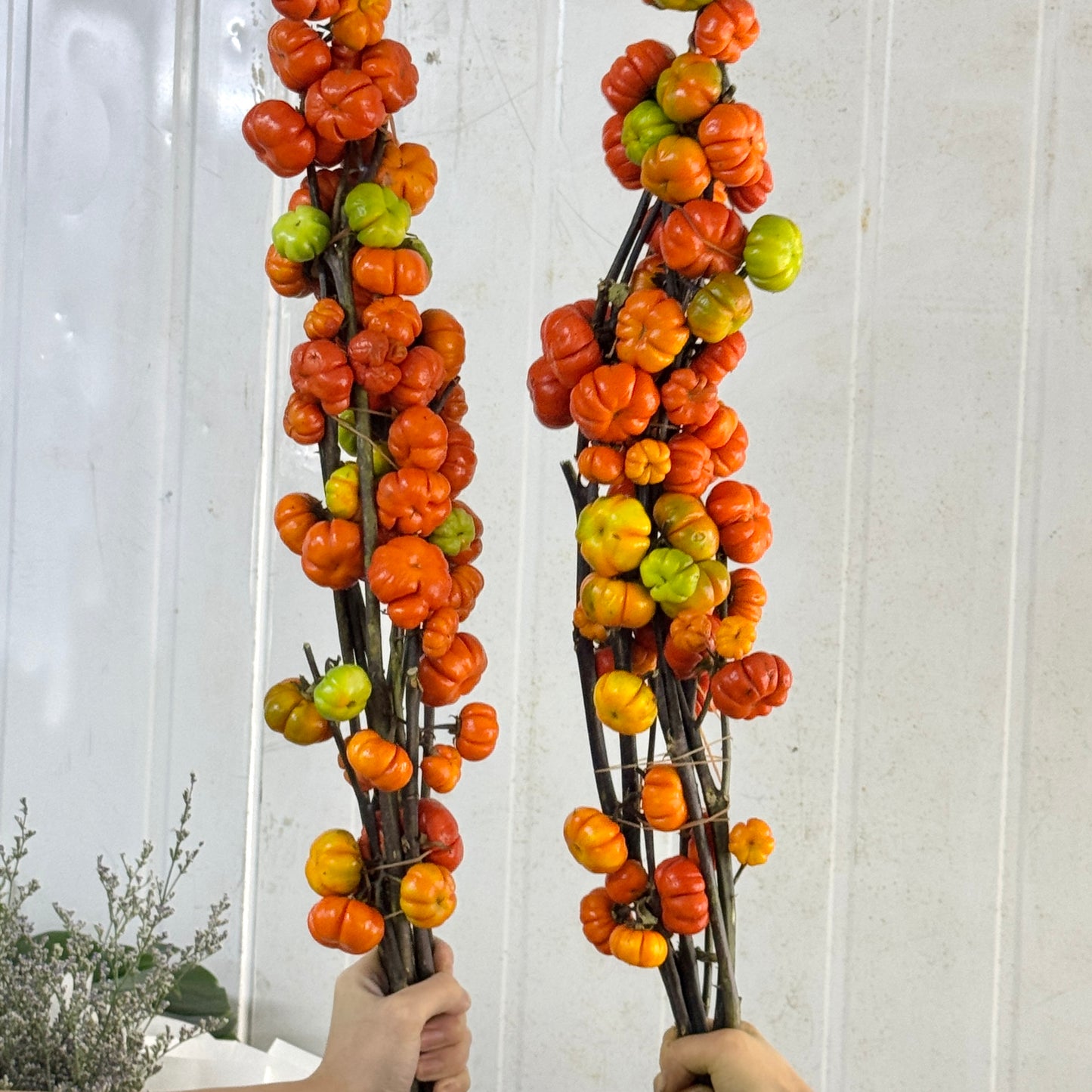 Pumpkin