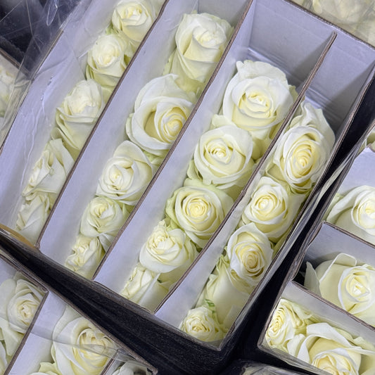 Rose - Pride White 骄傲