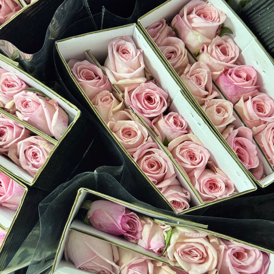 Rose - Lychee Pink 粉荔枝