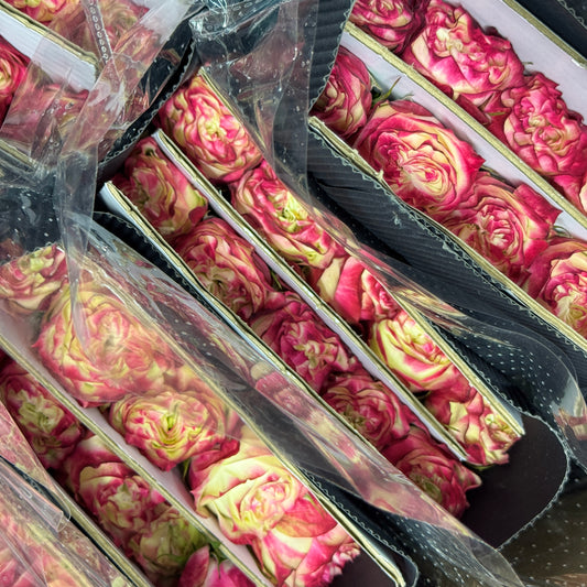 Rose - Apple Jack 苹果杰克