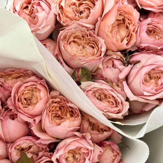 Rose Spray - Julieta 朱丽叶塔