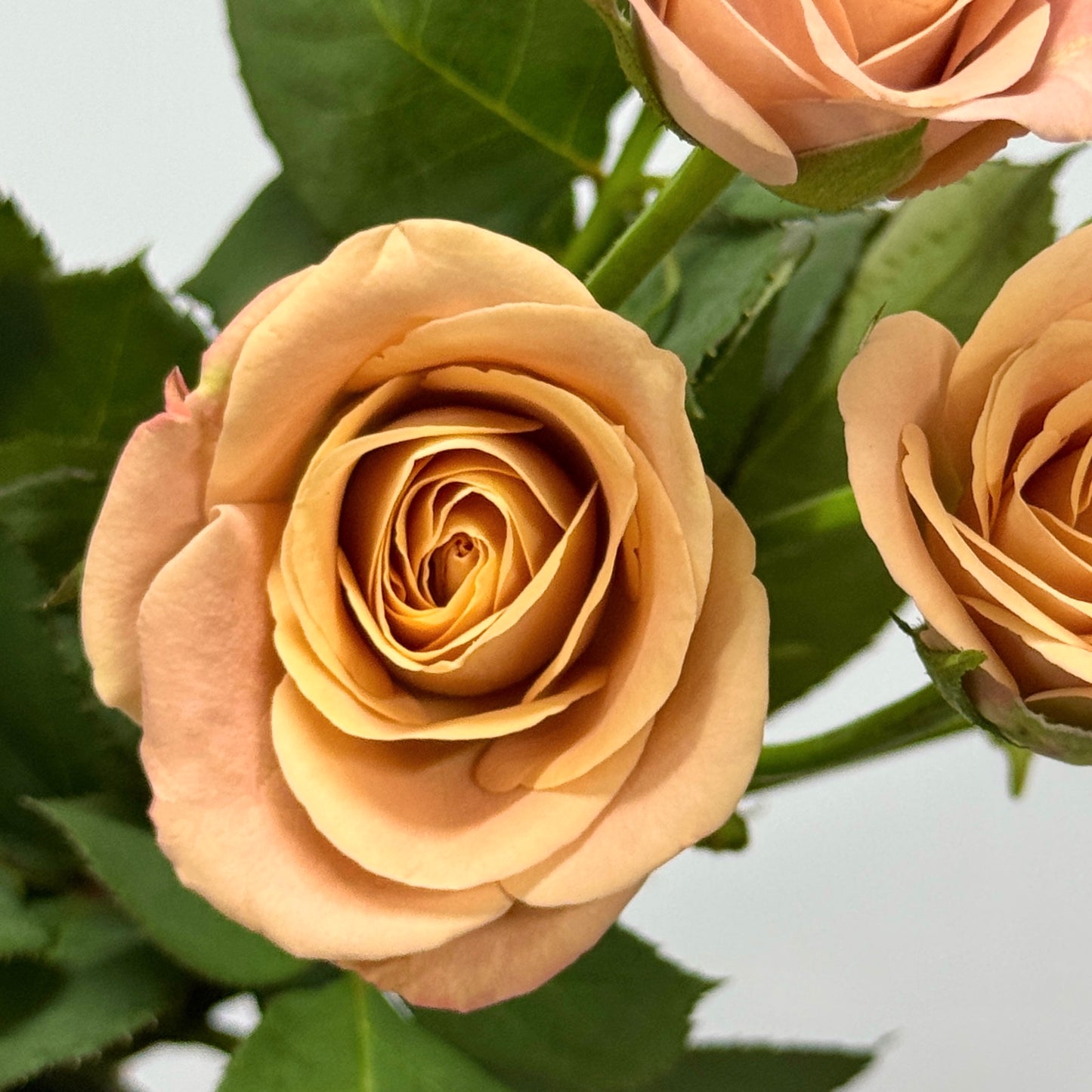 Rose Spray - Cappuccino 卡布奇诺