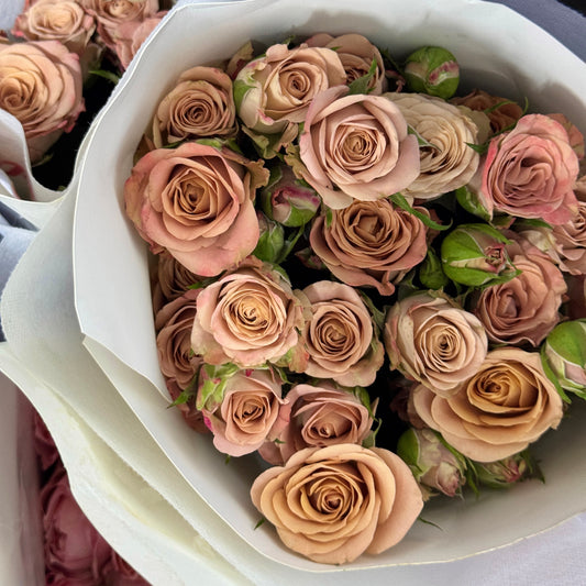 Rose Spray - Cappuccino 卡布奇诺