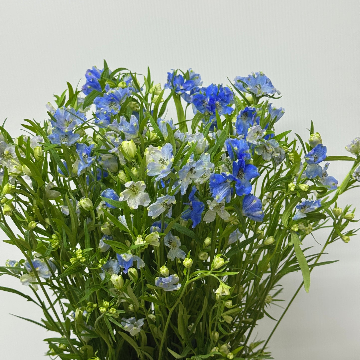 Delphinium Mini - Blue