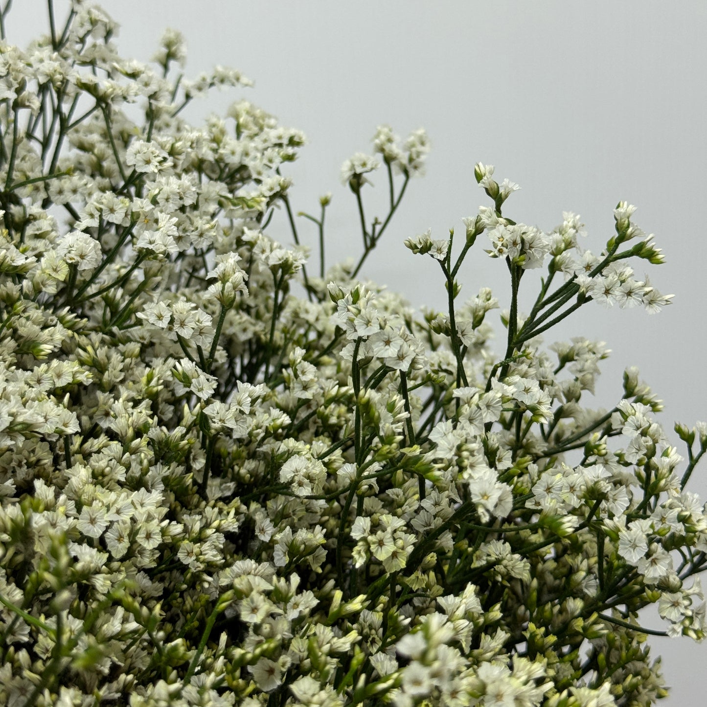 Caspia - White