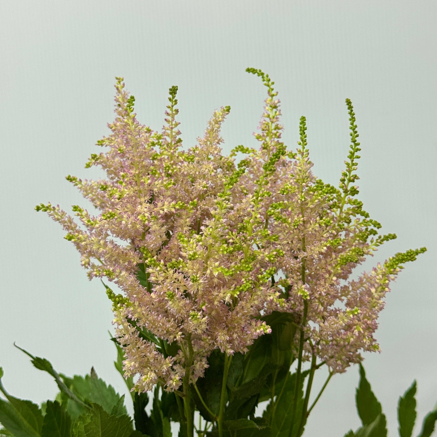 Astilbe - Champagne