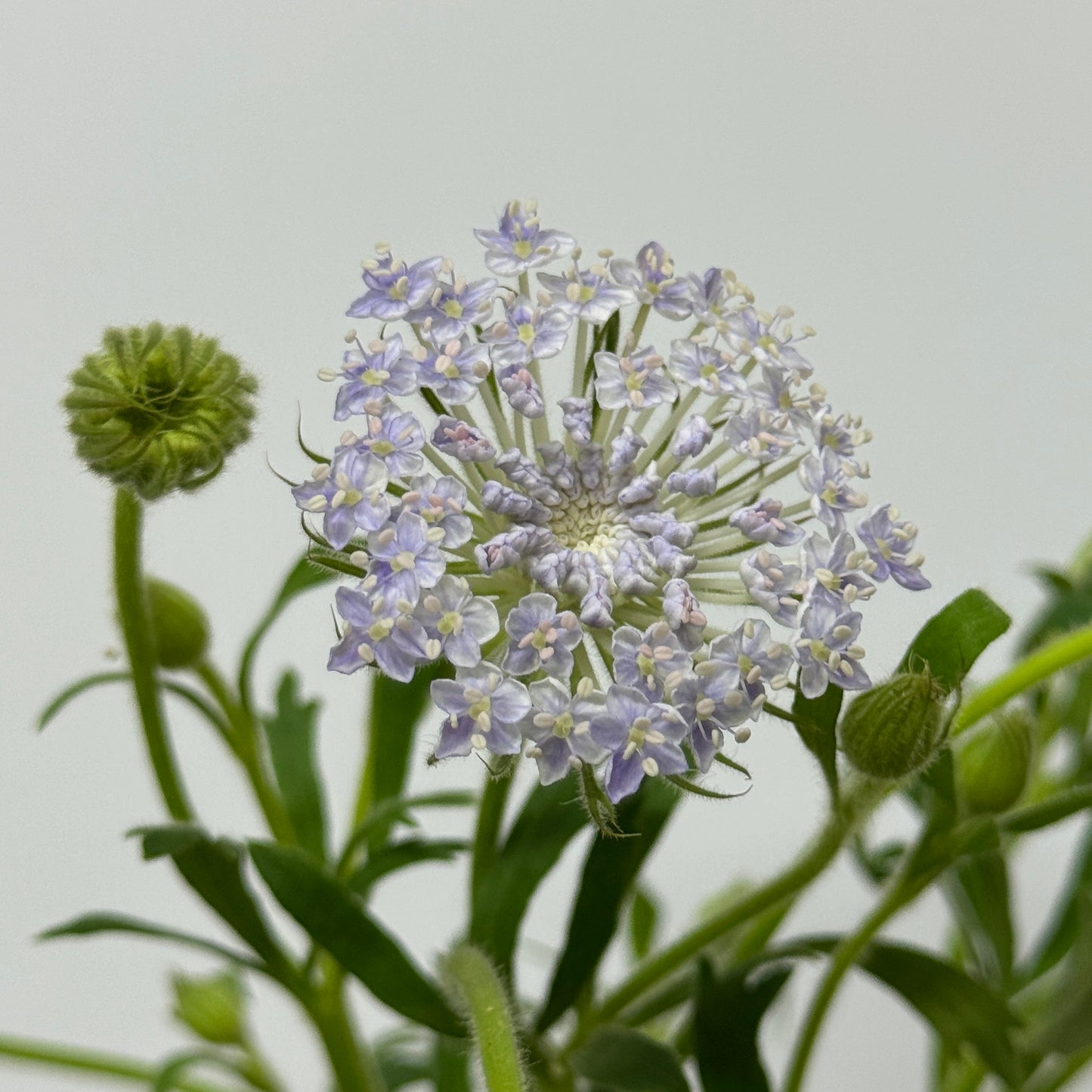 Trachymene Coerulea - Purple