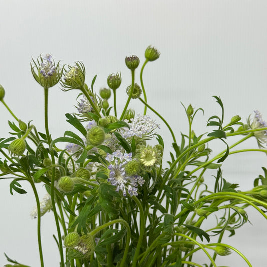 Trachymene Coerulea - Purple
