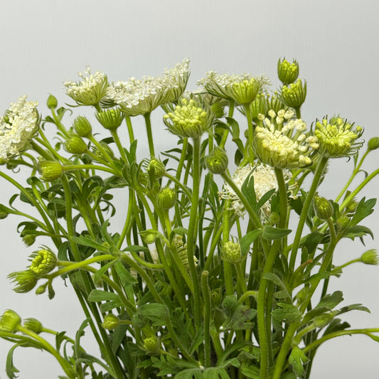 Trachymene Coerulea - White