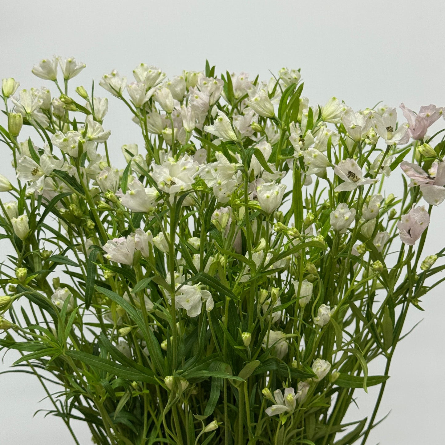 Delphinium Mini - Light Pink