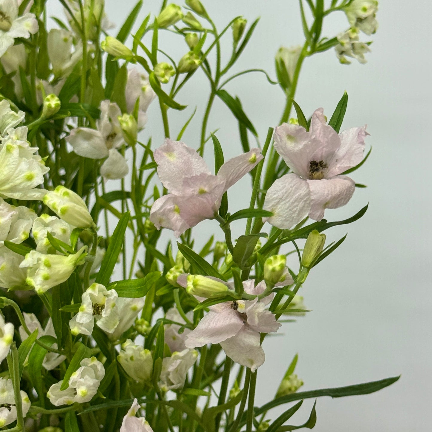 Delphinium Mini - Light Pink