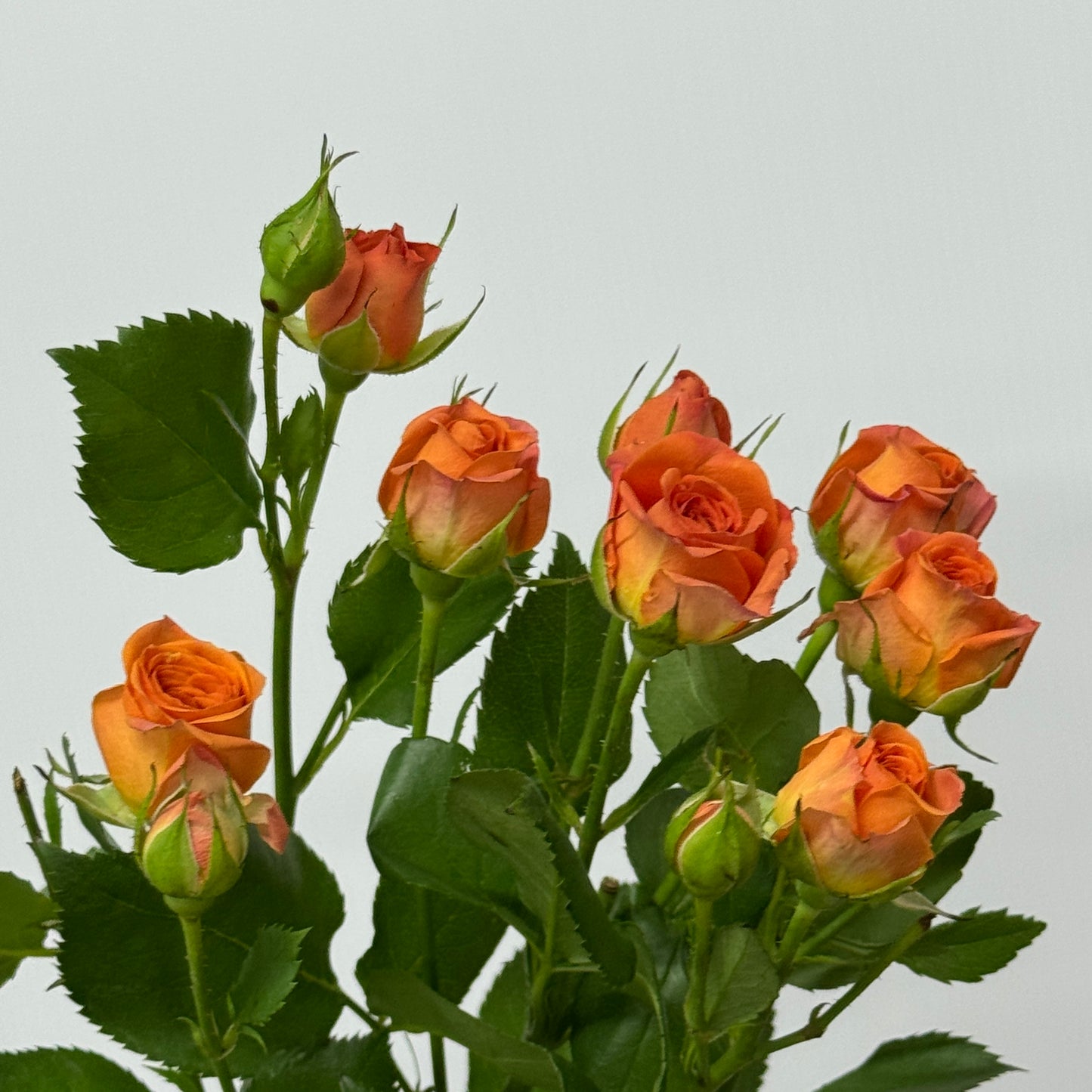 Rose Spray - Orange Barbie