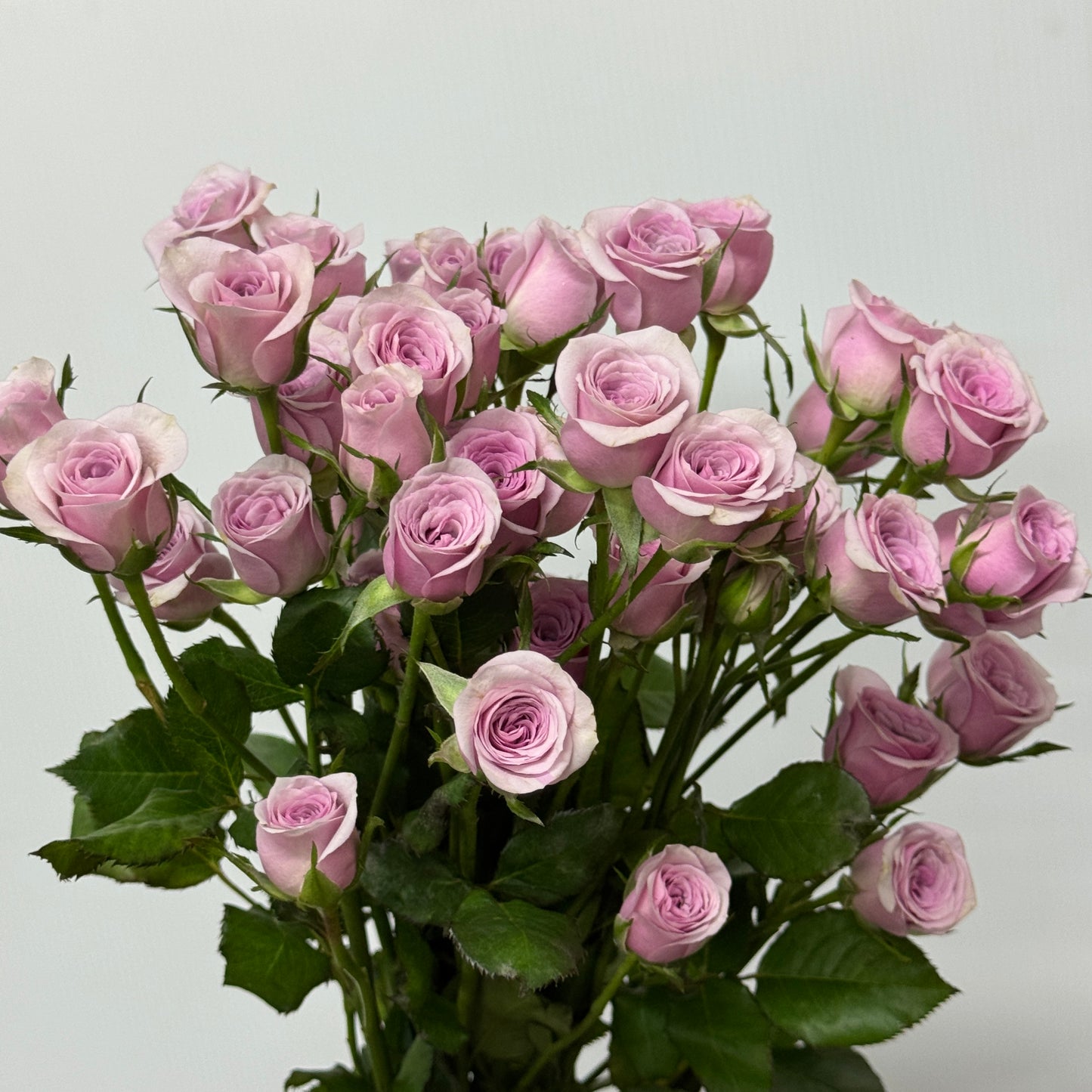 Rose Spray - Leila