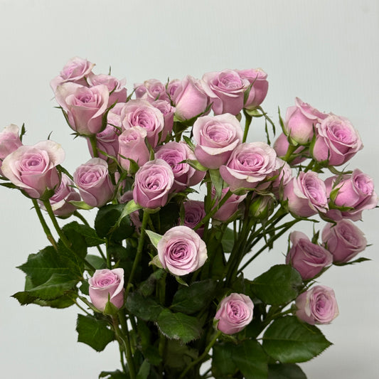 Rose Spray - Leila 莱拉