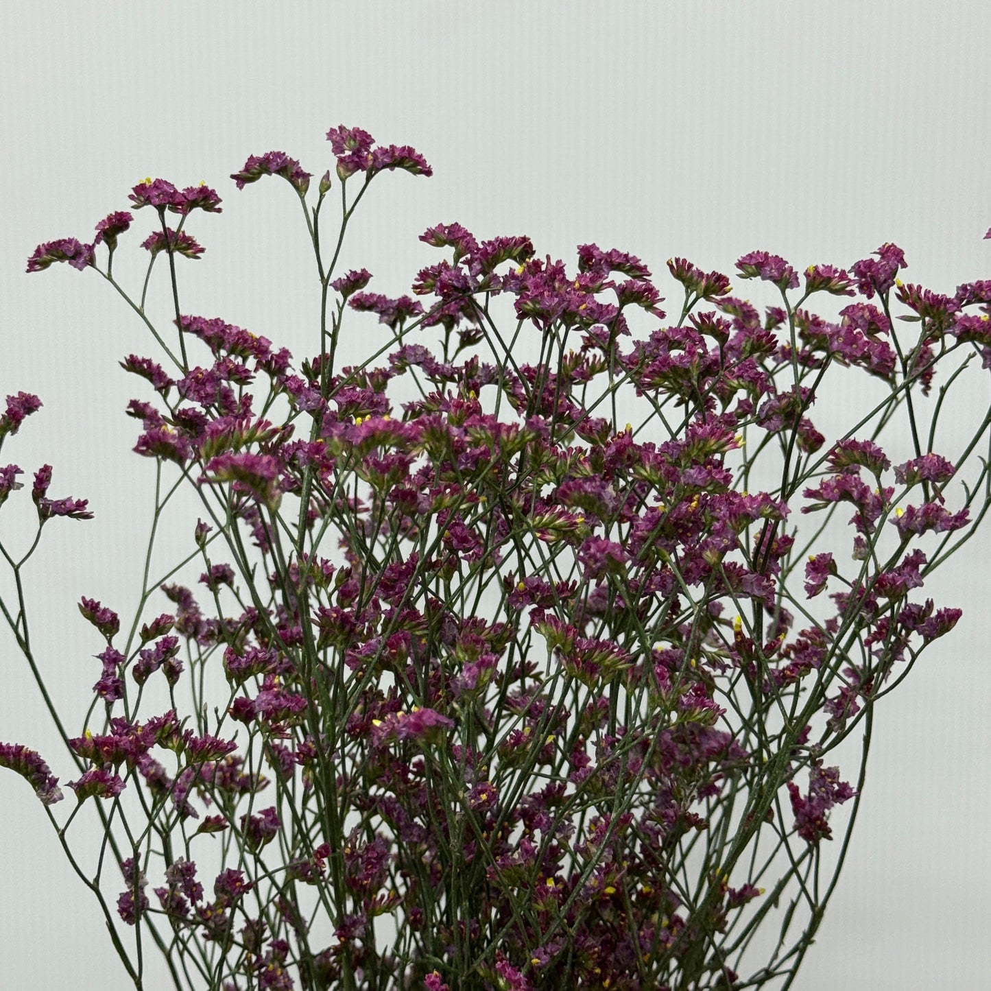 Caspia - Dark Pink