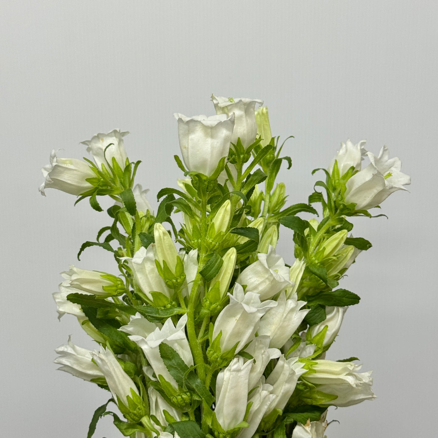 Campanula - White