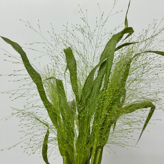 Panicum Fountain