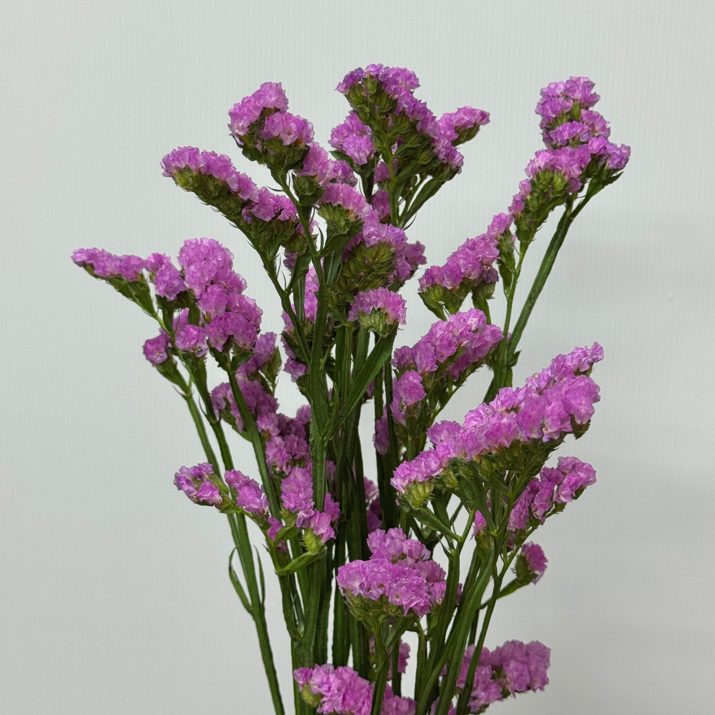 Statice - Light Pink