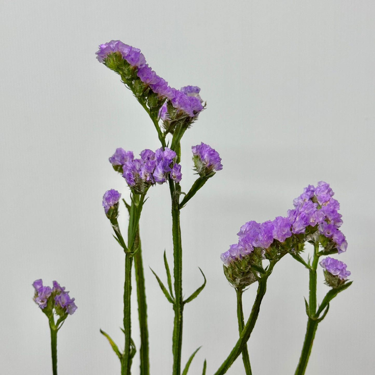 Statice - Lilac