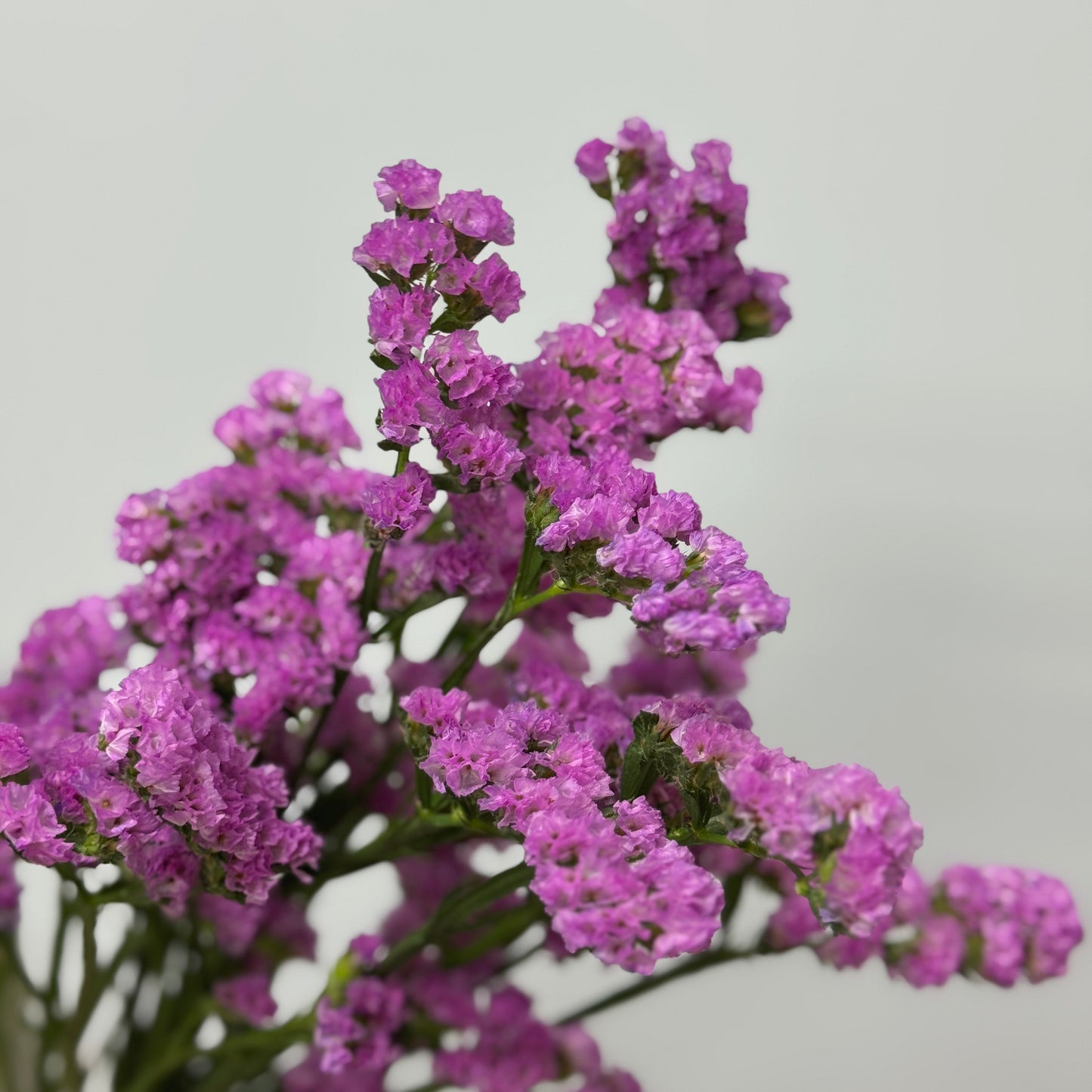 Statice - Light Pink
