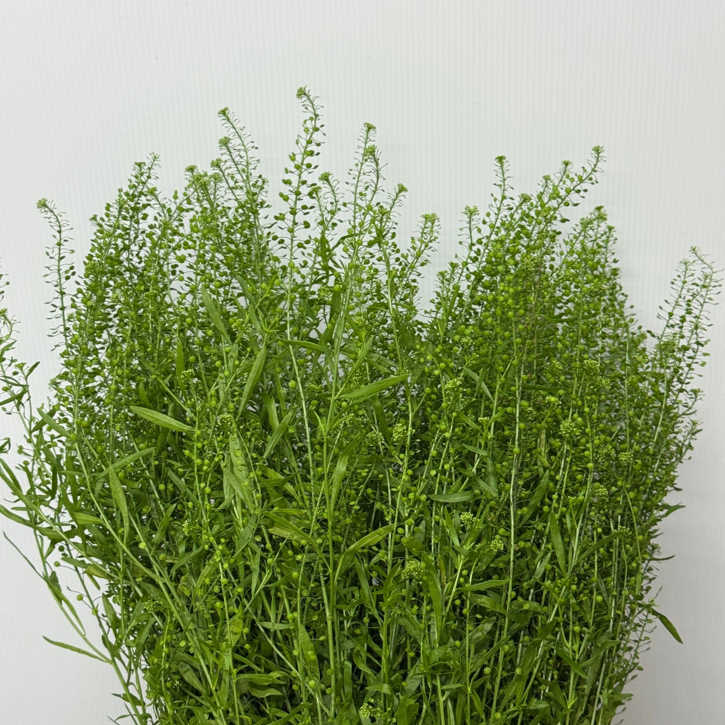 Thlaspi Green Bell
