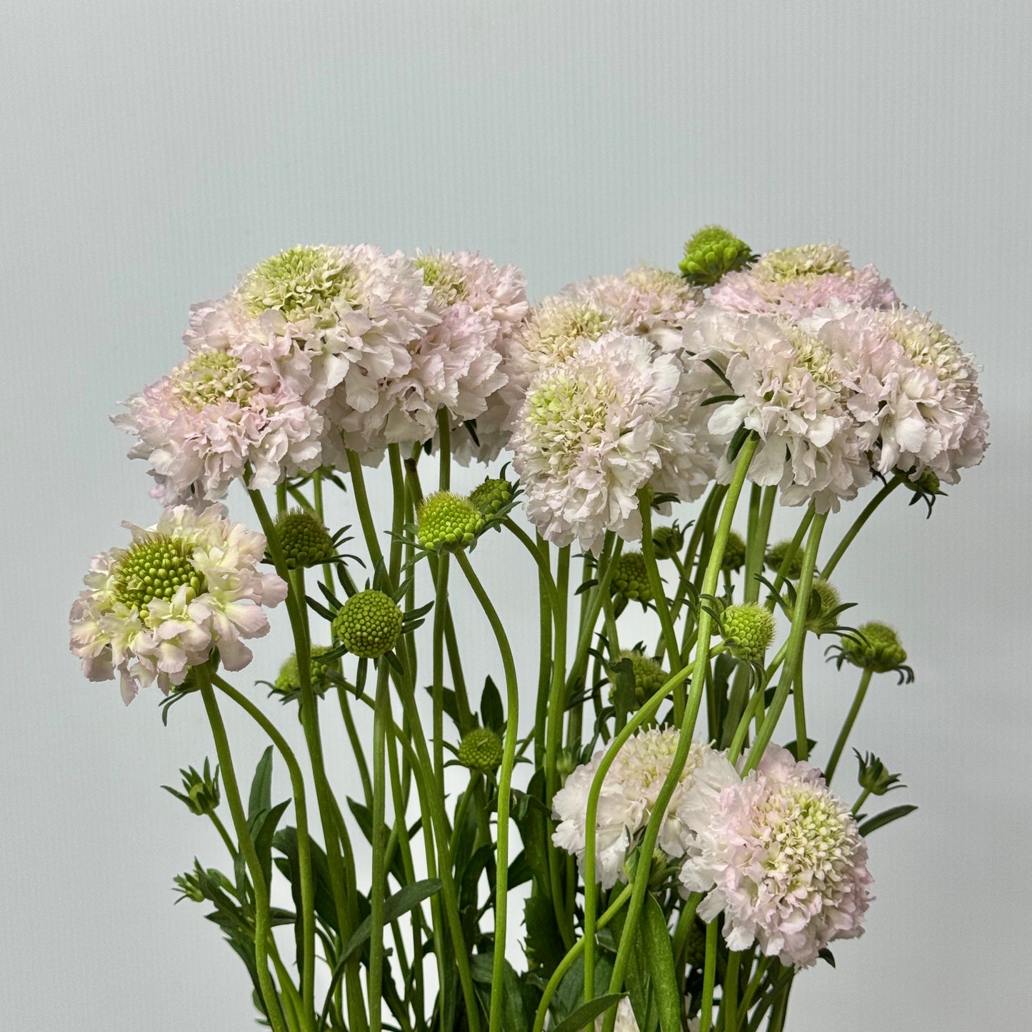 Scabiosa - Light Pink