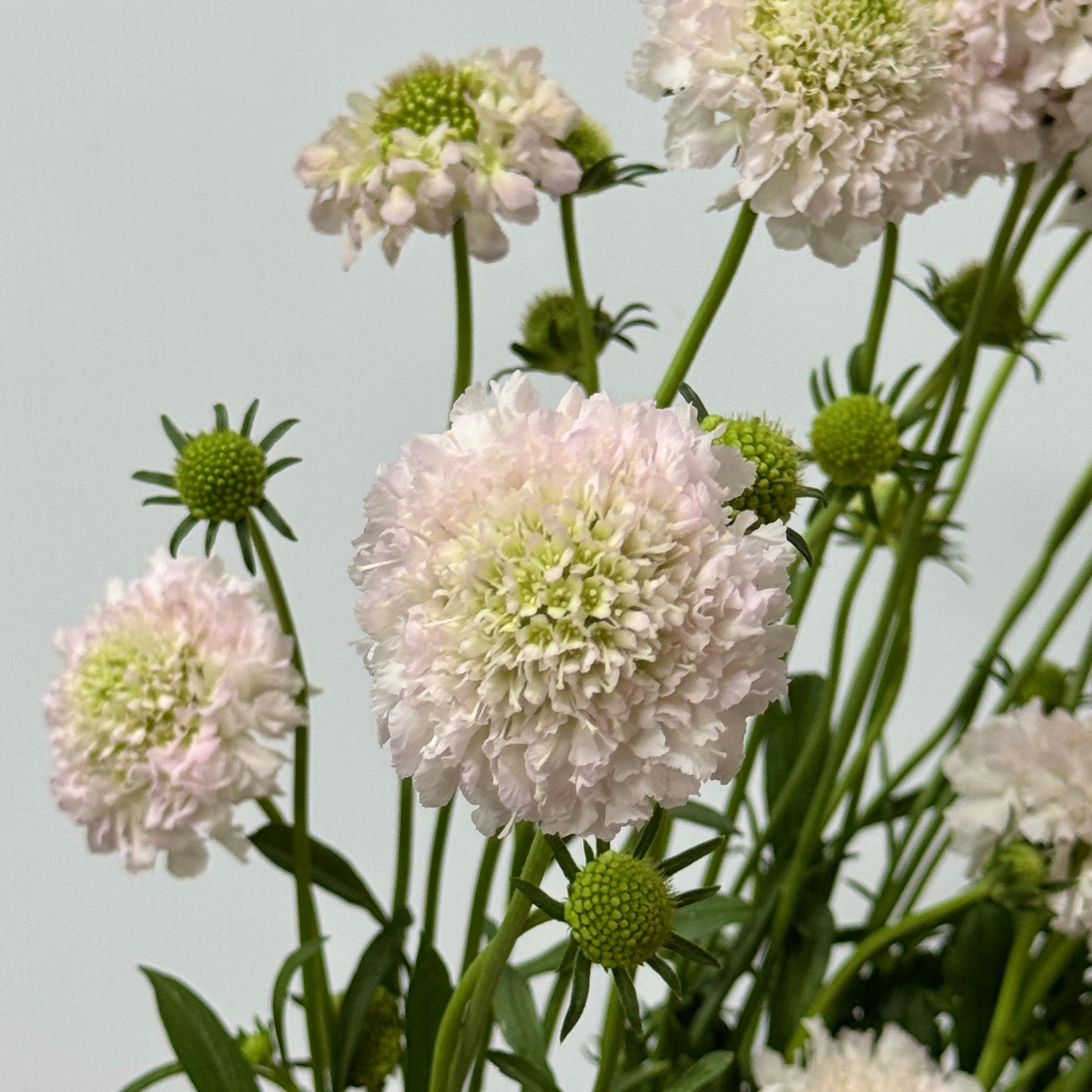 Scabiosa - Light Pink