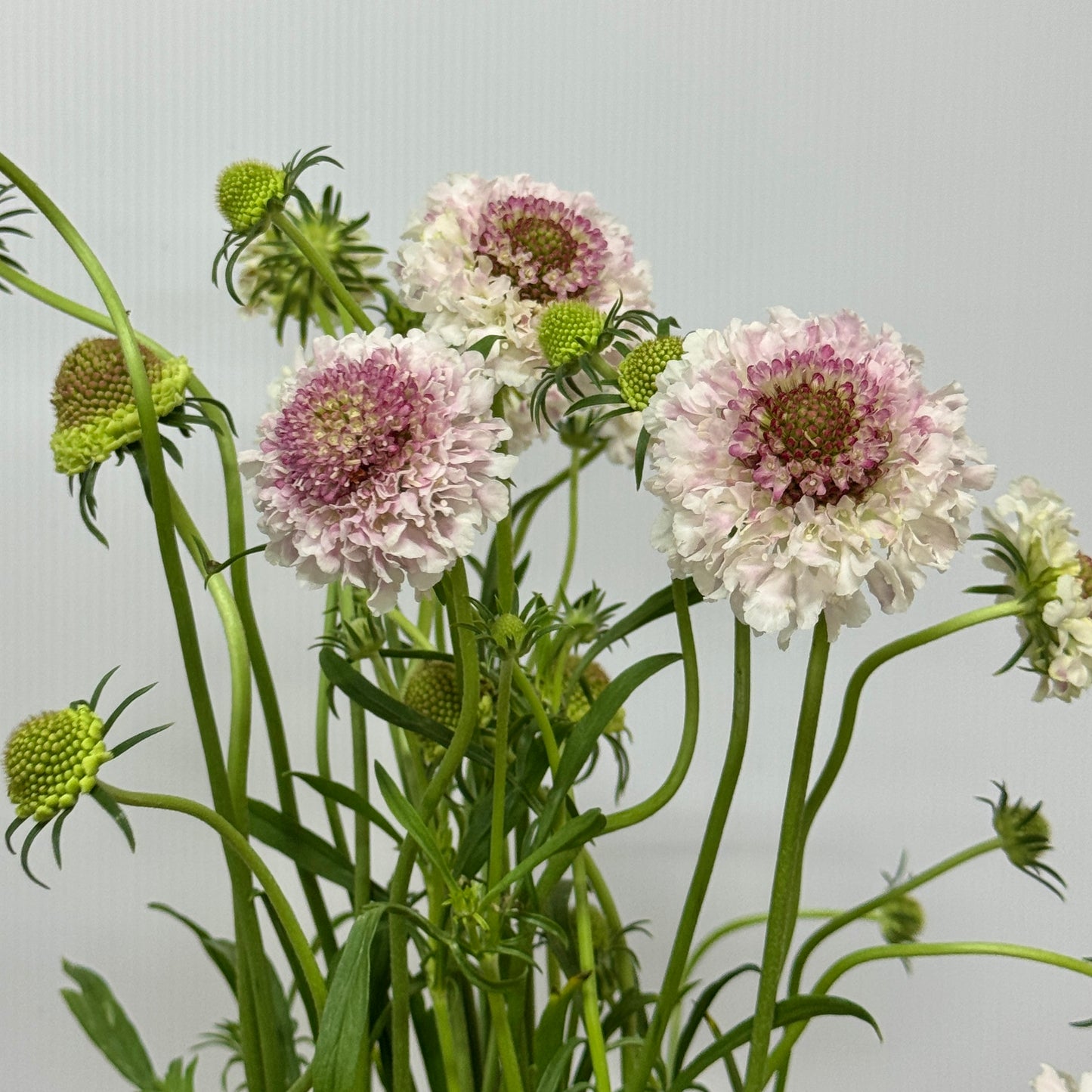 Scabiosa - Pink